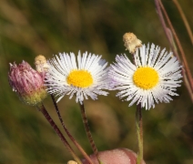 Erigeron divergens