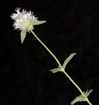 Monardella odoratissima