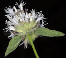 Monardella odoratissima