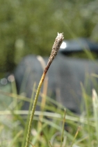 Carex serpenticola