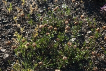 Trifolium longipes ssp. oreganum