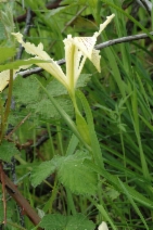 Iris tenax ssp. klamathensis