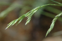 Poa piperi