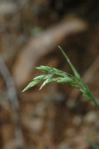 Poa piperi