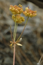 Eriogonum umbellatum var. goodmanii