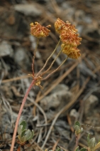 Eriogonum umbellatum var. goodmanii