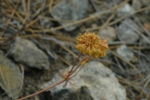 Eriogonum umbellatum var. goodmanii