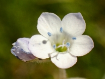 Gilia angelensis