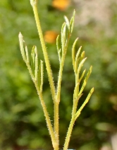 Giliga Tree Gilia angelensis - Calflora