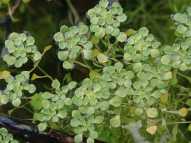 Callitriche heterophylla