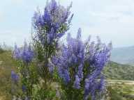 Ceanothus cyaneus