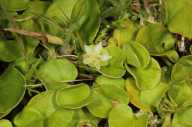 Dichondra donelliana