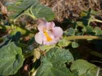 Proboscidea louisianica ssp. louisianica