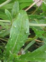 Helminthotheca echioides