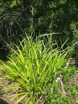 Carex pendula