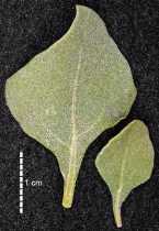 Atriplex argentea