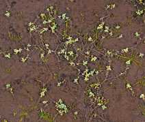Callitriche trochlearis