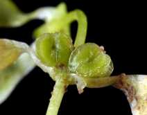 Callitriche trochlearis