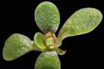 Callitriche trochlearis
