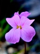 Arabis aculeolata