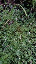 Trifolium monanthum ssp. parvum