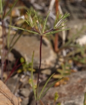 Linanthus bigelovii ssp. johnsonii