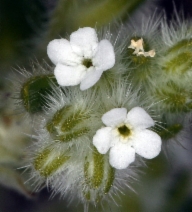 Cryptantha barbigera