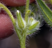 Cryptantha barbigera
