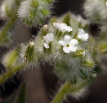 Cryptantha barbigera