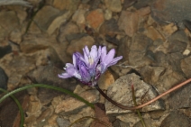 Dipterostemon capitatus ssp. capitatus [Dichelostemma capitatum ssp. capitatum]