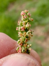 Chenopodium californicum
