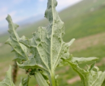 Chenopodium californicum