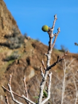 Ficus carica