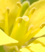 Tropidocarpum gracile