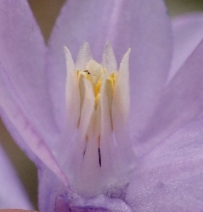 Dichelostemma capitatum ssp. capitatum