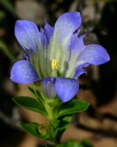 Gentiana affinis var. ovata