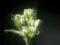 Yabea microcarpa