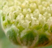 Cotula australis
