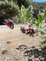 Hosackia crassifolia var. otayensis