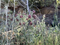 Hosackia crassifolia var. otayensis