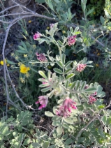 Hosackia crassifolia var. otayensis