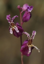 Streptanthus glandulosus ssp. pulchellus