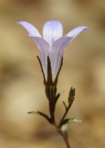 Campanula exigua