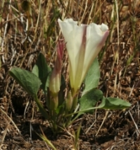 Calystegia subacaulis ssp. episcopalis