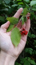 Euonymus occidentalis