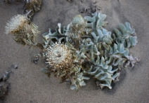 Cirsium rhothophilum