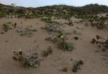 Cirsium rhothophilum