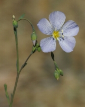 Linum lewisii