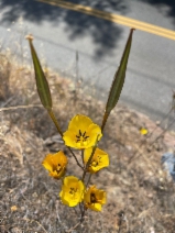 Calochortus clavatus var. pallidus