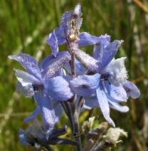 Delphinium variegatum